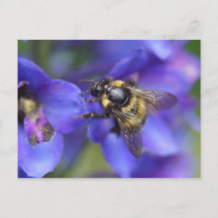 Bumblebee Close-Up Postcard