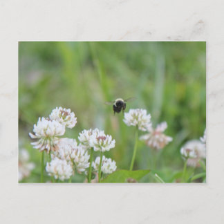 Bumblebee dans la carte postale du trèfle