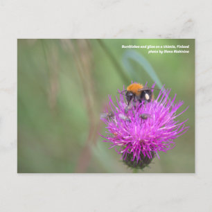 Bumblebee et vole sur un chardon, Finlande Carte p