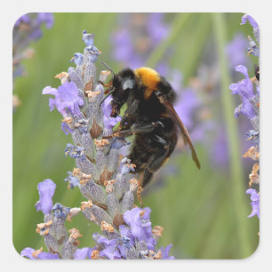 Bumblebee feeding on lavender flowers square sticker
