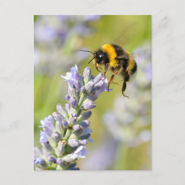 Bumblebee flying over a lavender postcard (Front)