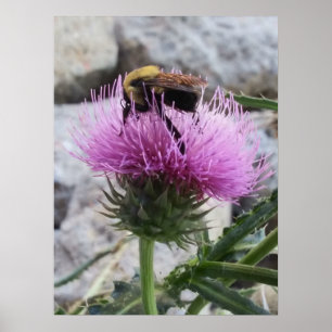 Bumblebee Harvesting a Purple Thristle Flower Poster