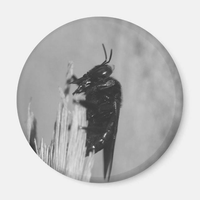 Bumblebee Magnet (Front)