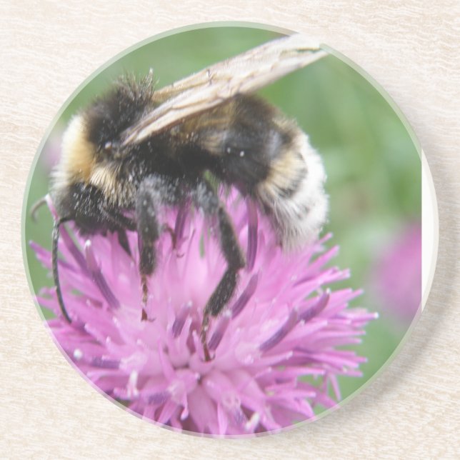 Bumblebee on a Thistle Coasters (Front)