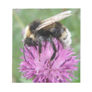 Bumblebee on a Thistle Notepad
