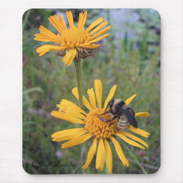 Bumblebee on Balduina Mousepad (Front)
