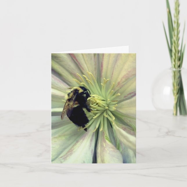 Bumblebee On Clematis Flower Photography  (Devant)