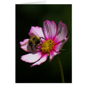 Bumblebee on Cosmos