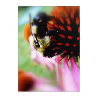 Bumblebee on Echinacea Acrylic Print
