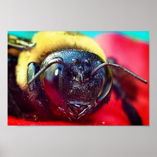Bumblebee on flower Photography Wall decor Print