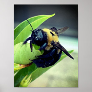 Bumblebee on flower Photography Wall decor Print