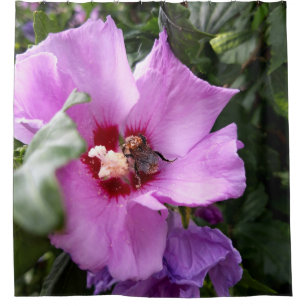 Bumblebee on Hibiscus Flower