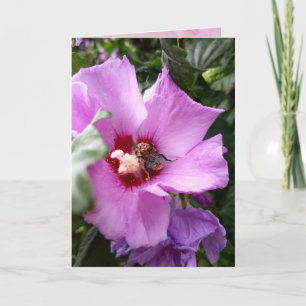 Bumblebee on Hibiscus Flower Card