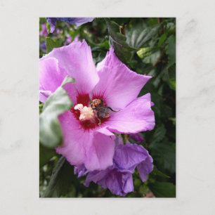 Bumblebee on Hibiscus Flower Holiday Postcard