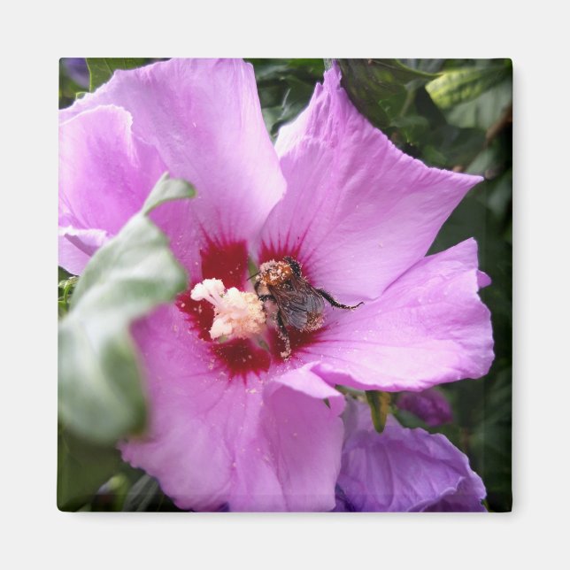 Bumblebee on Hibiscus Flower Magnet (Front)
