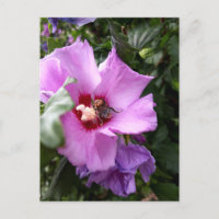 Bumblebee on Hibiscus Flower