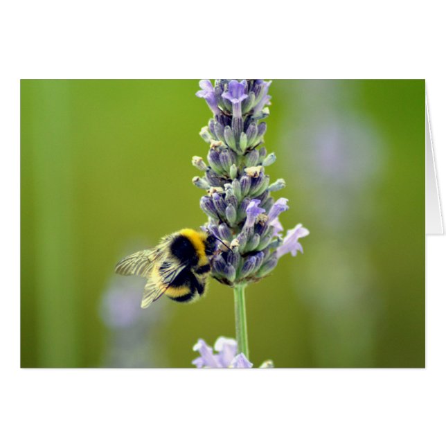 Bumblebee on Lavender (Front Horizontal)