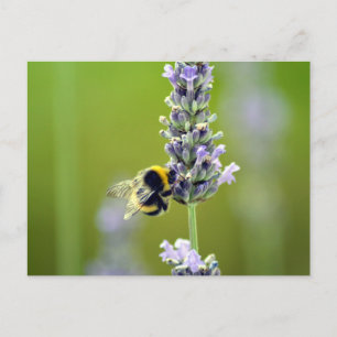 Bumblebee on Lavender Postcard