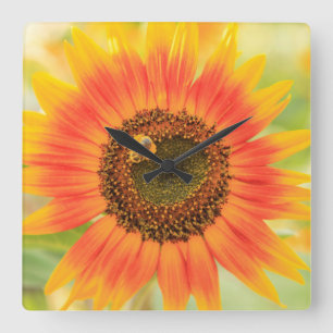 Bumblebee on sunflower, Community Garden Square Wall Clock