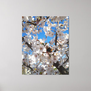 Bumblebee on wild cherry bloom canvas print