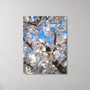 Bumblebee on wild cherry bloom canvas print