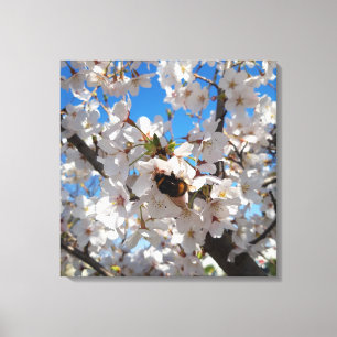 Bumblebee on wild cherry bloom canvas print