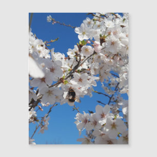 Bumblebee on wild cherry bloom , magnetic card