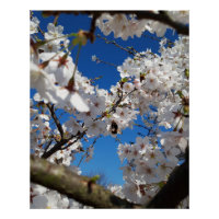Bumblebee on wild cherry bloom