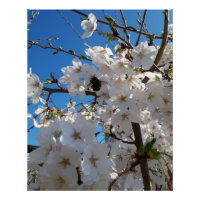 Bumblebee on wild cherry bloom