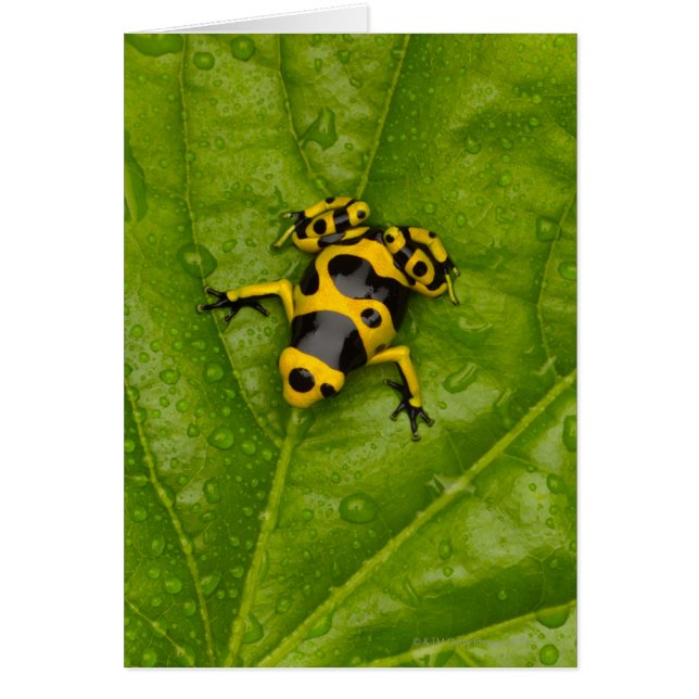 Bumblebee Poison Dart Frog (Devant)