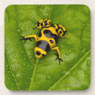 Bumblebee Poison Dart Frog Coaster