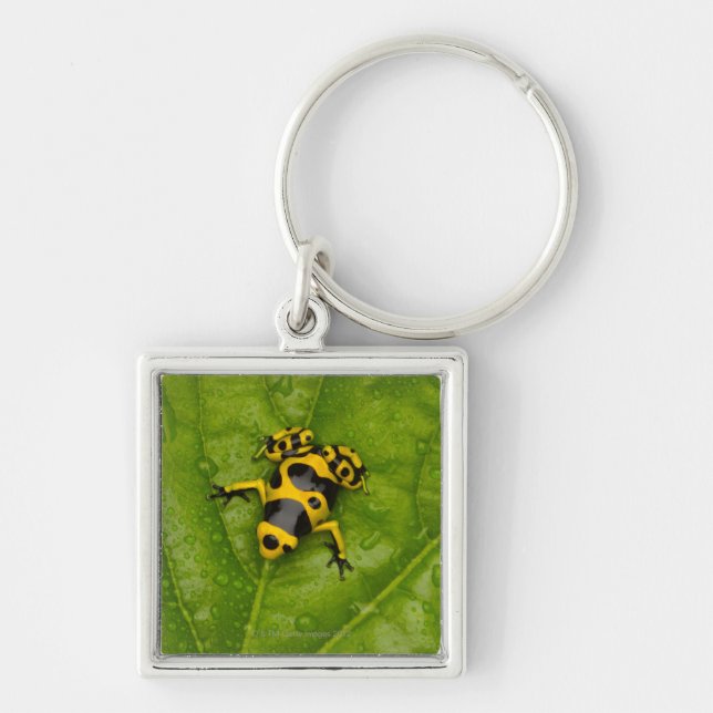 Bumblebee Poison Dart Frog Keychain (Front)