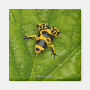 Bumblebee Poison Dart Frog Magnet