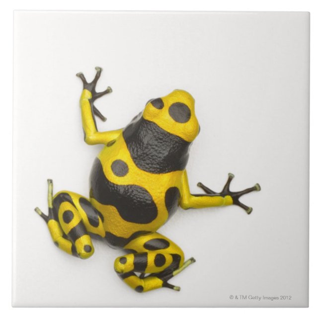 Bumblebee Poison Dart Frog Tile (Front)