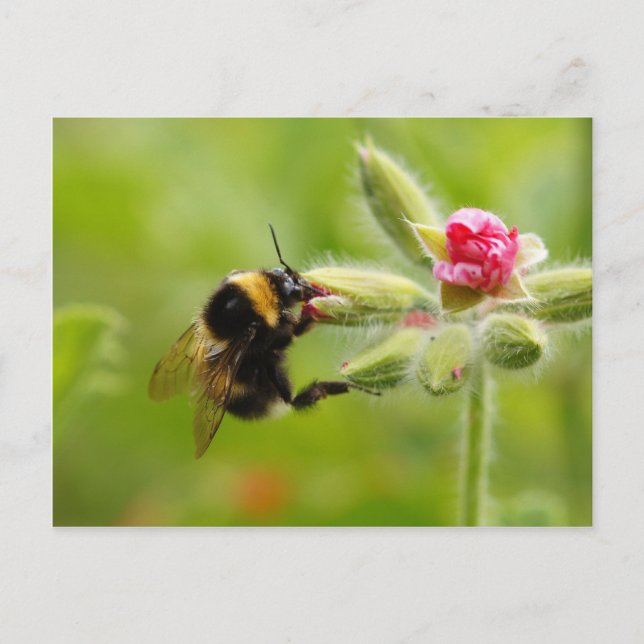 Bumblebee Postcard (Front)