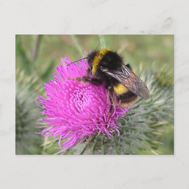 Bumblebee Postcard (Front)