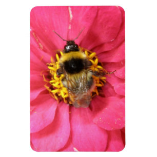 Bumblebee Premium Magnet