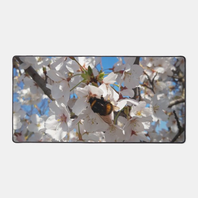 Bumblebee sur la fleur de cerisier sauvage (Recto)