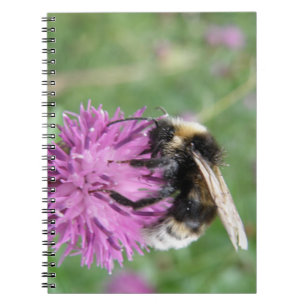 Bumblebee sur un Carnet de chardon