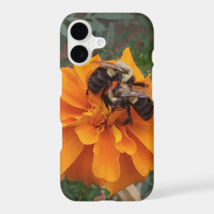 Bumblebees on Marigold Flower