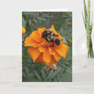 Bumblebees on Marigold Flower Card