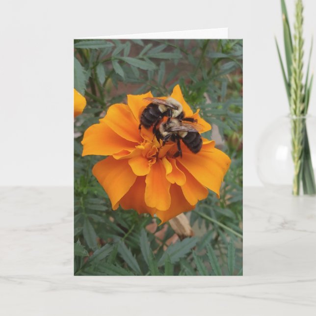 Bumblebees on Marigold Flower Card (Front)