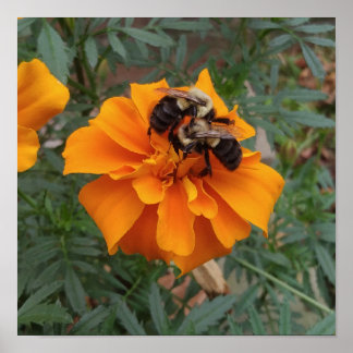 Bumblebees on Marigold Flower Poster