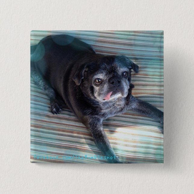 Bumblesnot button: Pug in Blue 2 Inch Square Button (Front)