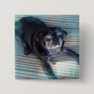 Bumblesnot button: Pug in Blue 2 Inch Square Button