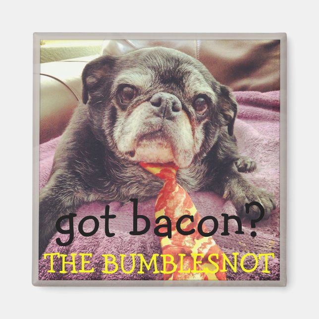 Bumblesnot magnet:  got bacon? magnet (Front)