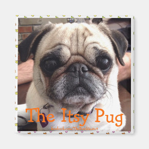 Bumblesnot magnet: The Itsy Pug Magnet