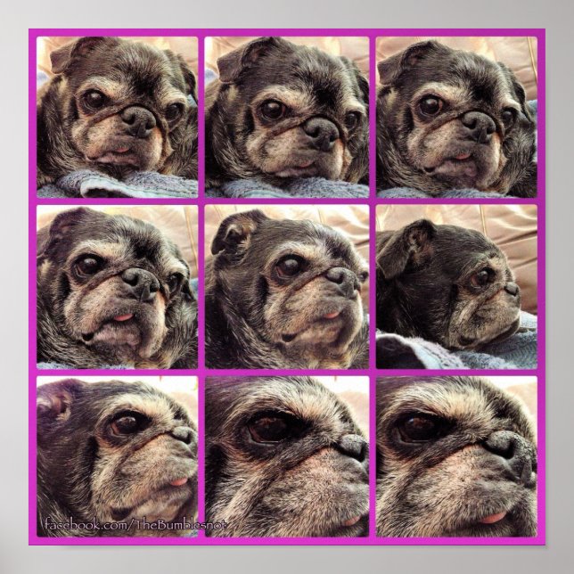 Bumblesnot Poster: Shades of Bumble Poster (Front)