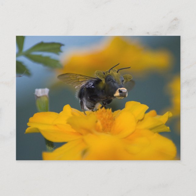 Bumblow postcard (Front)