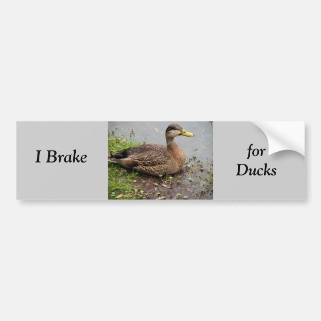 Bumper Sticker, Brake for Ducks Sticker (Front)